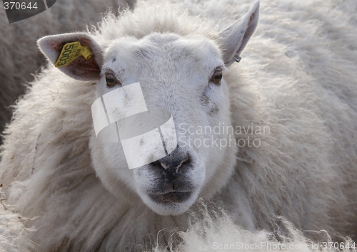 Image of Sheep