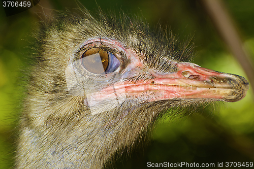 Image of Ostrich