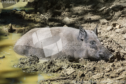 Image of Wild Boar