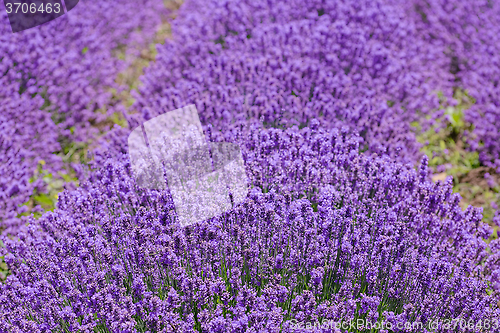 Image of Lavender