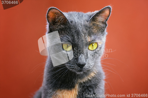 Image of Cat
