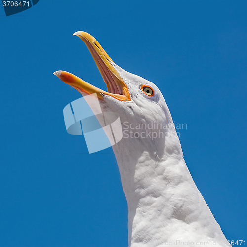 Image of Seagull