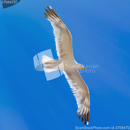 Image of Seagull