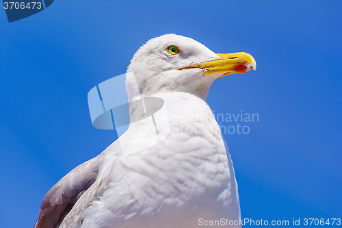 Image of Seagull