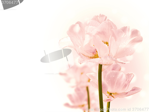 Image of Purity Flowers