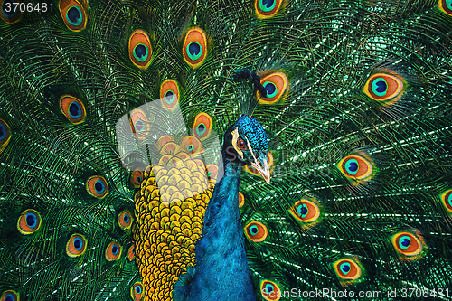 Image of Peacock