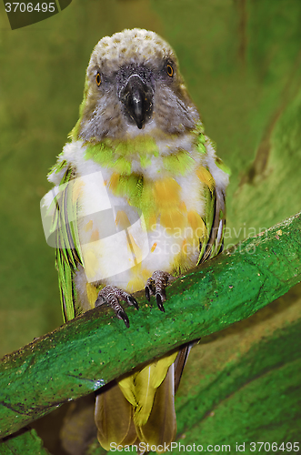 Image of Parrot