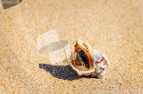 Image of Veined Rapa Whelk