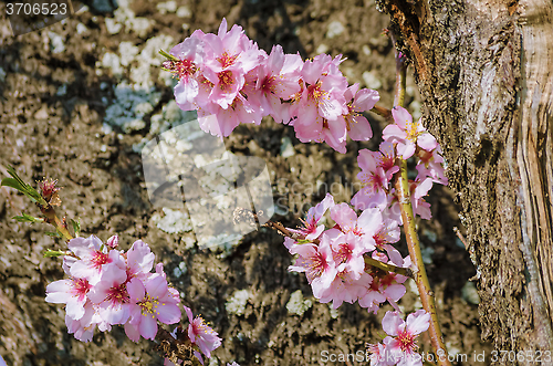 Image of Cherry Plum