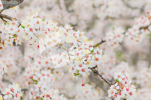 Image of Cherry Blossom