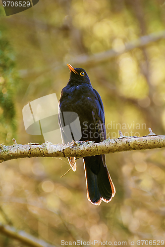 Image of Common Blackbird