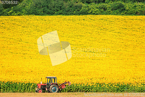 Image of Sunflowers Field