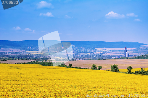 Image of Sunflowers Field