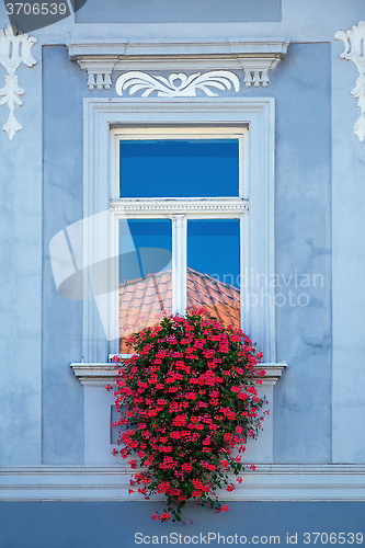 Image of Red Flowers