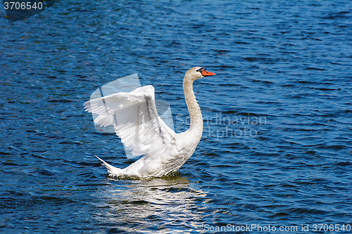 Image of Swan