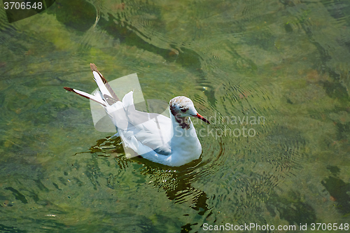 Image of Seagull