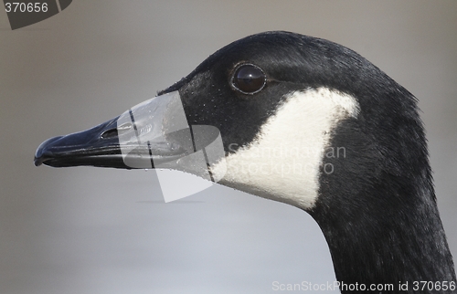 Image of Canadian goose