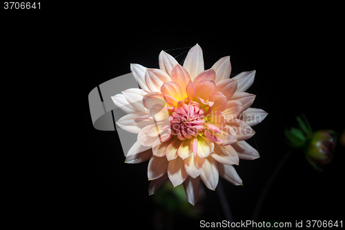 Image of beautiful dahlia flower