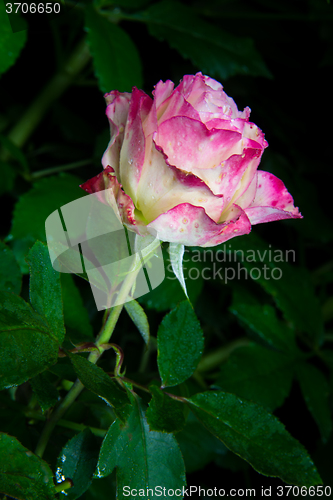 Image of rose flower in garden