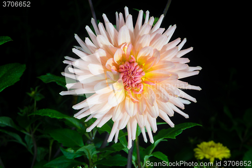 Image of beautiful dahlia flower