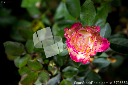 Image of rose flower in garden