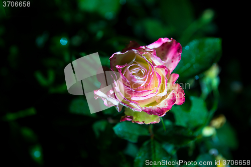 Image of rose flower in garden