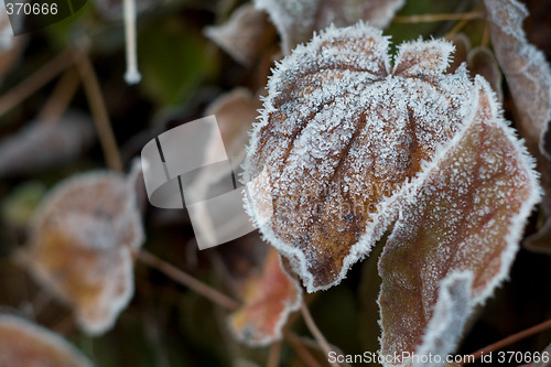 Image of leaves with ice