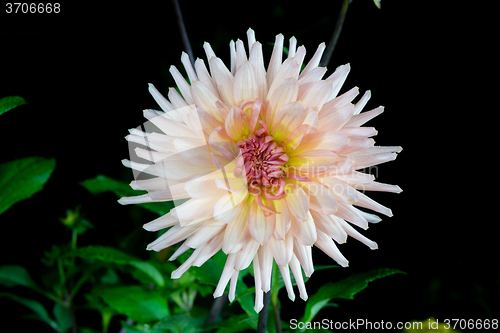 Image of beautiful dahlia flower