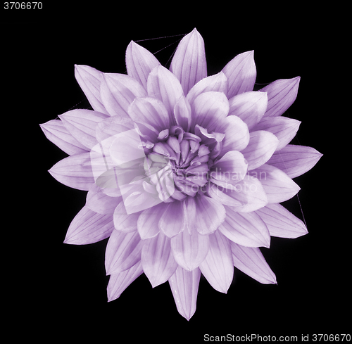 Image of beautiful pink dahlia flower isolated