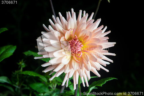 Image of beautiful dahlia flower