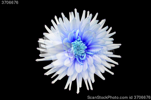 Image of beautiful blue dahlia flower isolated