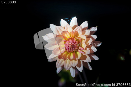 Image of beautiful dahlia flower