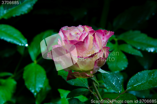 Image of rose flower in garden