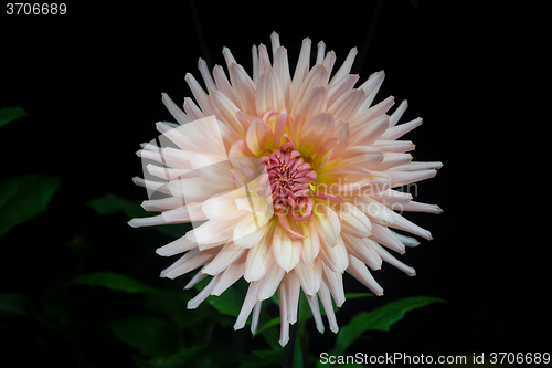 Image of beautiful dahlia flower