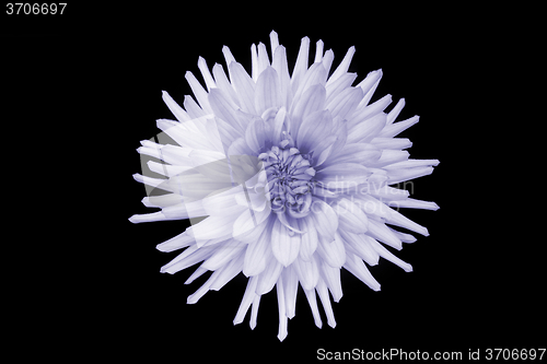 Image of beautiful purple dahlia flower isolated