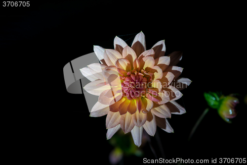 Image of beautiful dahlia flower