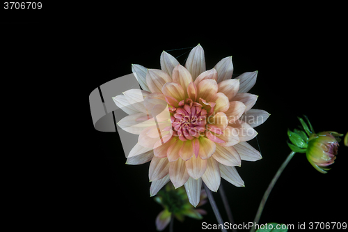 Image of beautiful dahlia flower