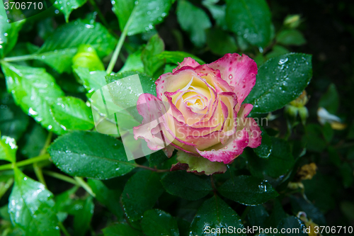 Image of rose flower in garden