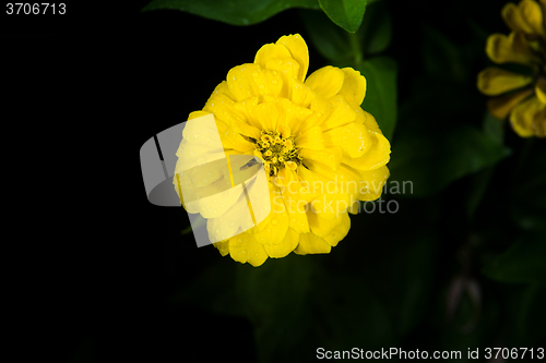 Image of beautiful yellow flower