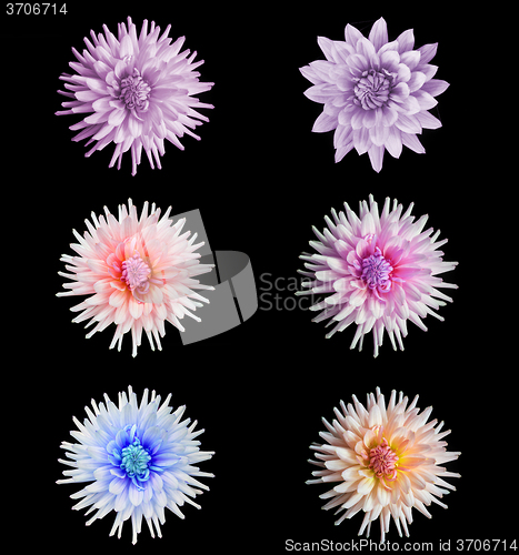 Image of beautiful dahlia flower set