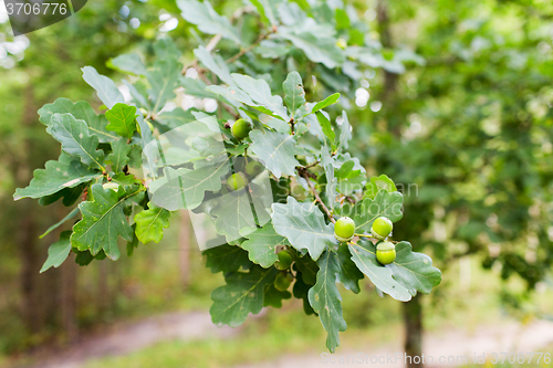 Image of oak branch with acorns and leaves in forest