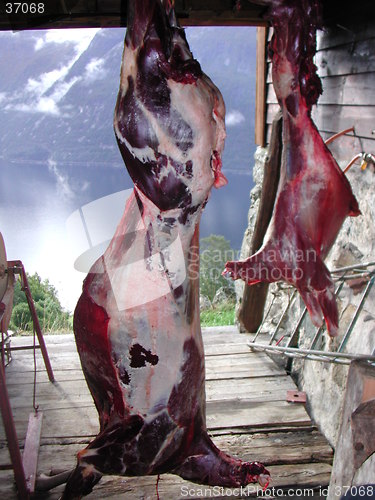 Image of Slaughtered deers