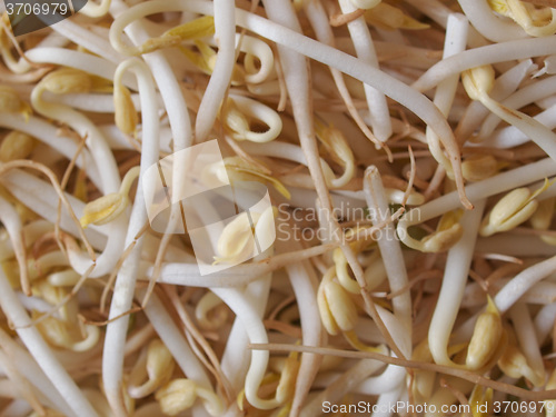 Image of Mung bean sprouts vegetables