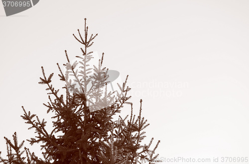 Image of Retro look Pine tree