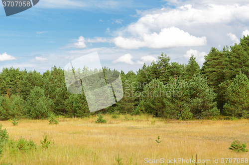 Image of summer spruce forest and field