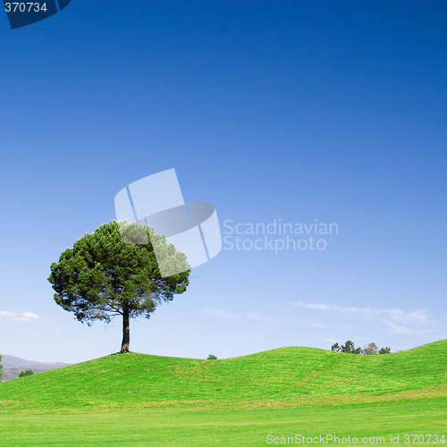 Image of Tree