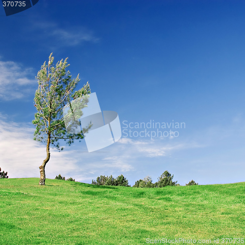 Image of Pine Tree on green field