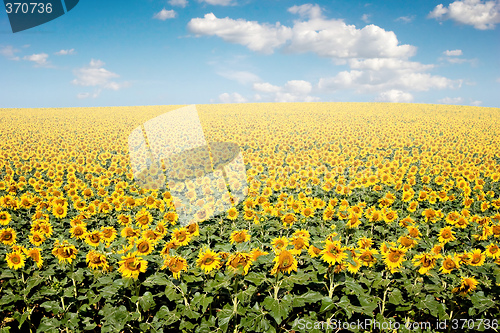 Image of Sunflower Field