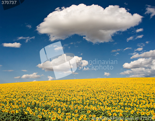 Image of Sunflower Field