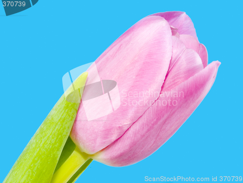 Image of Pink Tulip